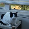 catesch